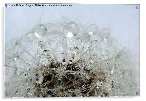 Dandelion droplets Acrylic by Brian  Raggatt
