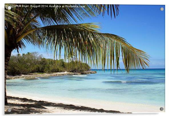 Tropical Island Beach palm tree Acrylic by Brian  Raggatt