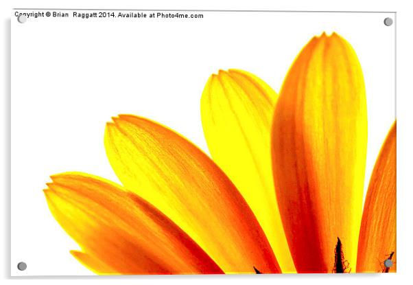  Yellow daisy Petals Macro Acrylic by Brian  Raggatt