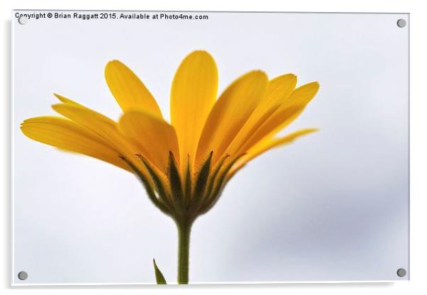  Yellow Daisy Flower Acrylic by Brian  Raggatt