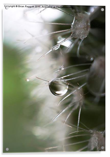  Cacti Droplet Macro Acrylic by Brian  Raggatt
