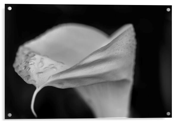 Black and white Cala Lily Acrylic by Phil Crean