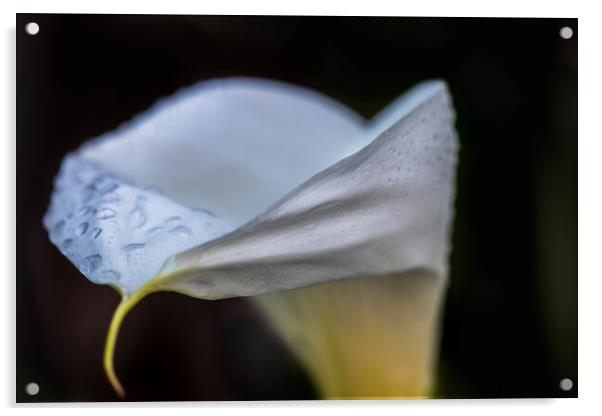 Cala lily Acrylic by Phil Crean