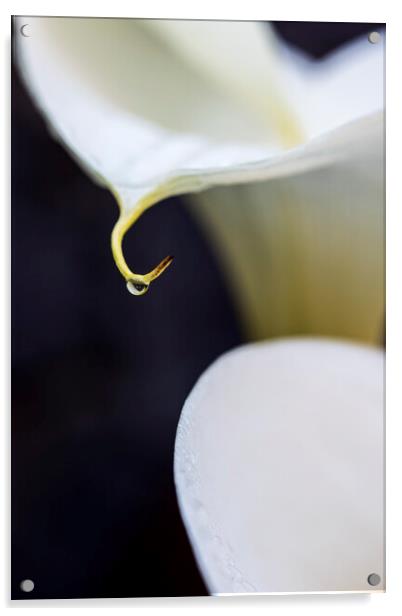 White lilies and rain drop Acrylic by Phil Crean