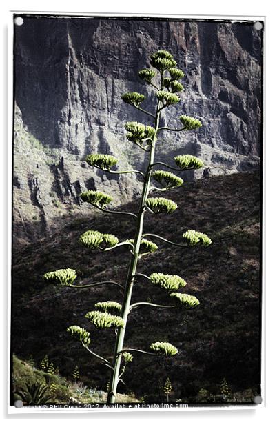 Agave flower Acrylic by Phil Crean