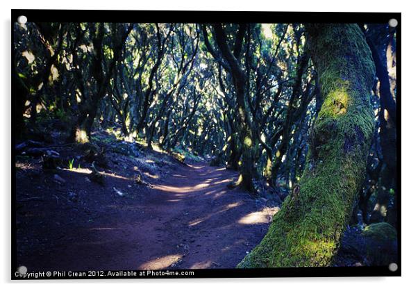 Woodland path Acrylic by Phil Crean