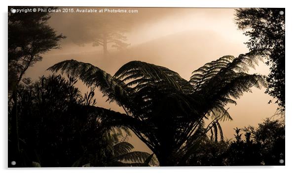 Misty morning fern in the bush, New Zealand Acrylic by Phil Crean