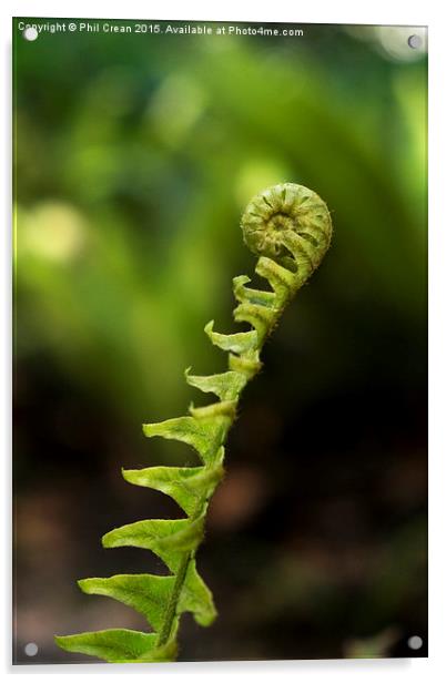 Uncurling fern leaf, New Zealand Acrylic by Phil Crean