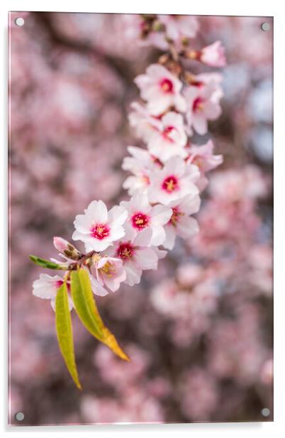 Almond blossom Acrylic by Phil Crean