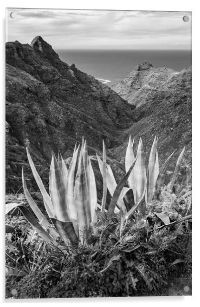 Black and white Agave cactus Acrylic by Phil Crean