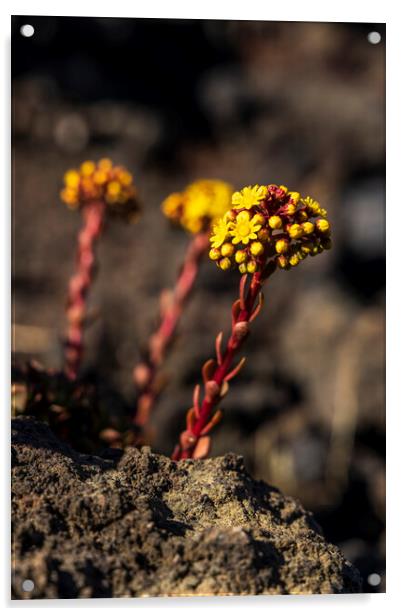 Yellow Aeonium Flower in lava field Acrylic by Phil Crean