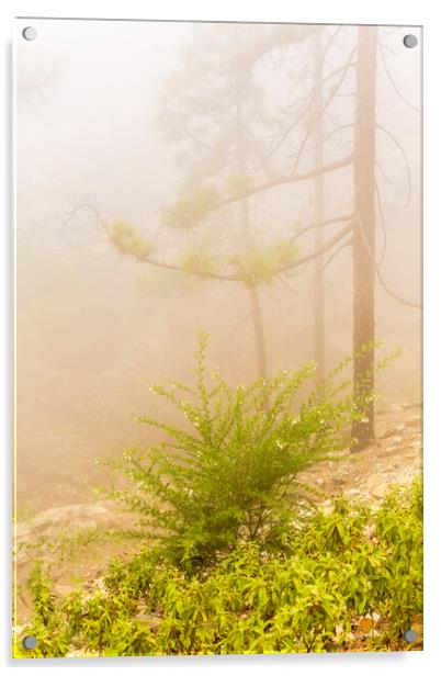 Misty forest, Tenerife Acrylic by Phil Crean