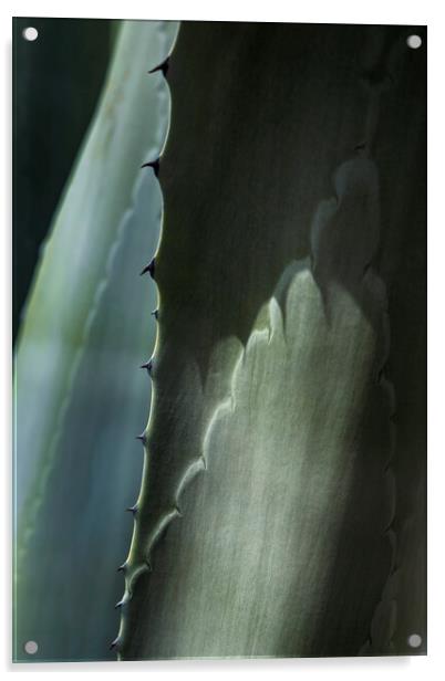 Agave cactus thorns Acrylic by Phil Crean