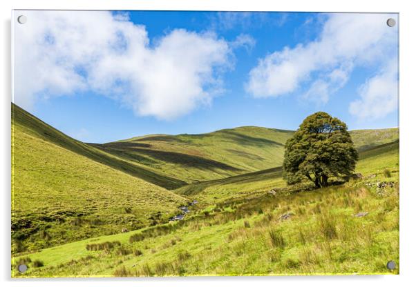 Galtee mountains tree, County Limerick, Ireland Acrylic by Phil Crean