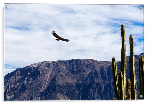 Condor soaring over the Andes, Peru Acrylic by Phil Crean