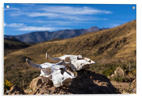 Bleached white cow skulls, Peru Acrylic by Phil Crean