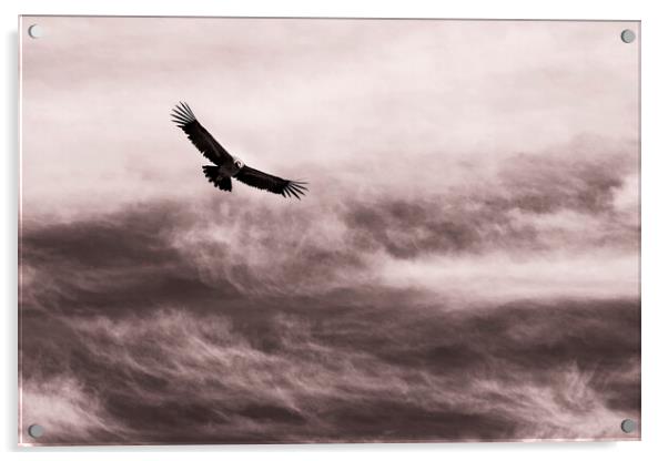 Condor against the sky, Peru Acrylic by Phil Crean