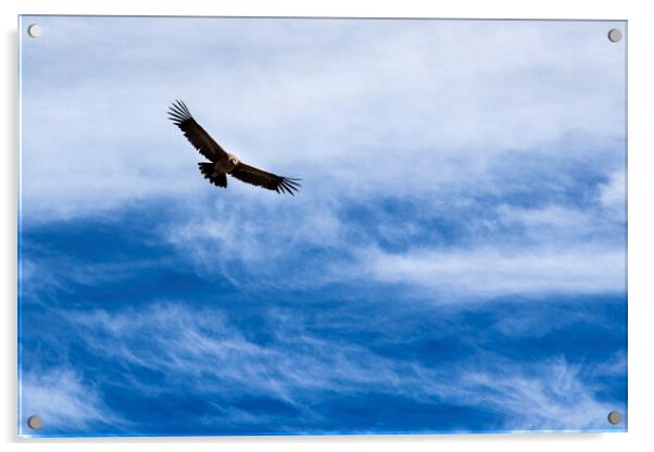 Condor flying high agains the sky, Peru Acrylic by Phil Crean