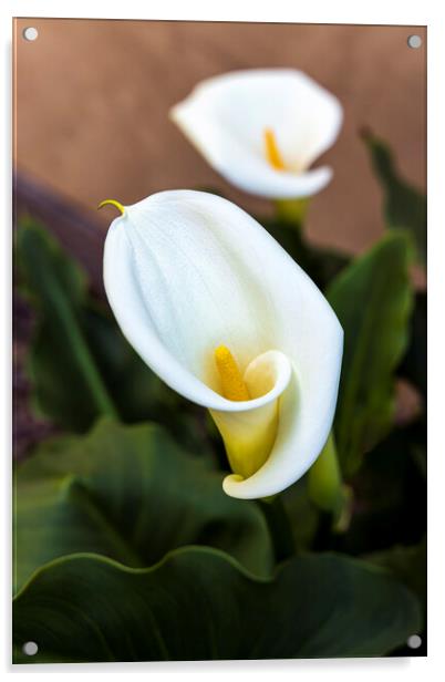 Aurum lily, or, Calla lily Acrylic by Phil Crean
