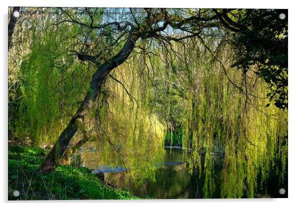 Weeping Willow on the River Blyth Acrylic by Jim Jones