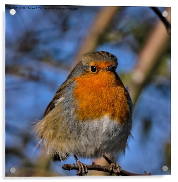 Fluffed up Robin in Winter Sunshine Acrylic by Jim Jones