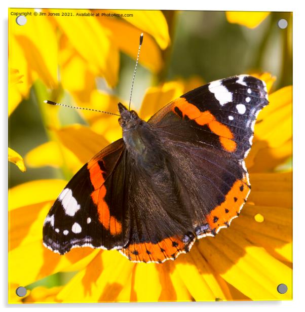  Red Admiral; Yellow Flower Acrylic by Jim Jones
