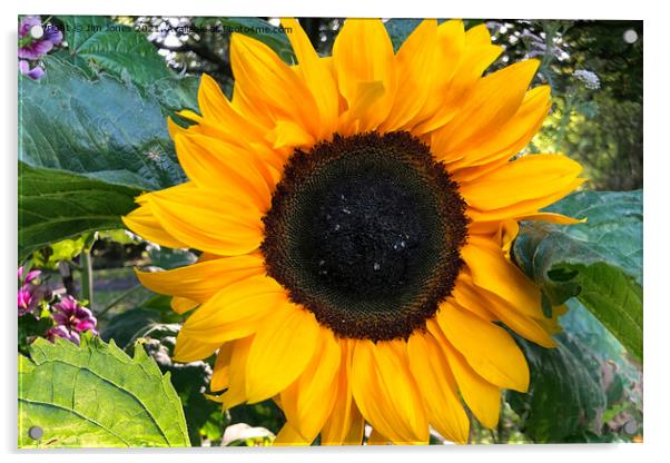 Sunflower macro Acrylic by Jim Jones