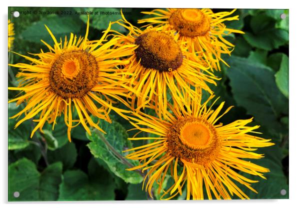 Inula Sunflowers macro Acrylic by Jim Jones