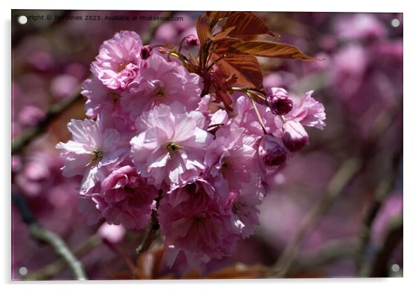 Pink Cherry Blossom in Spring Sunshine Acrylic by Jim Jones
