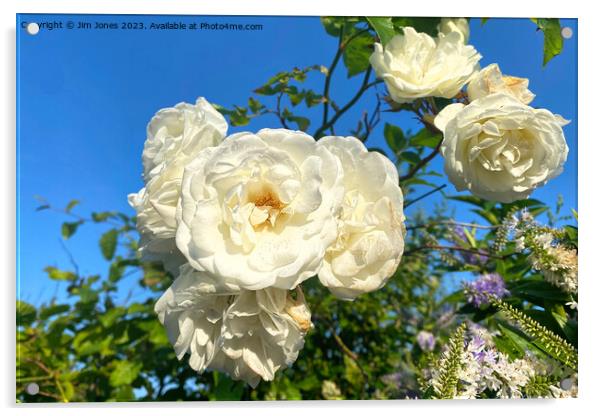 White Roses under a Blue Sky Acrylic by Jim Jones