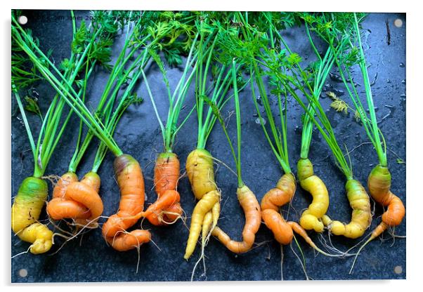 Wonky Carrots Acrylic by Jim Jones