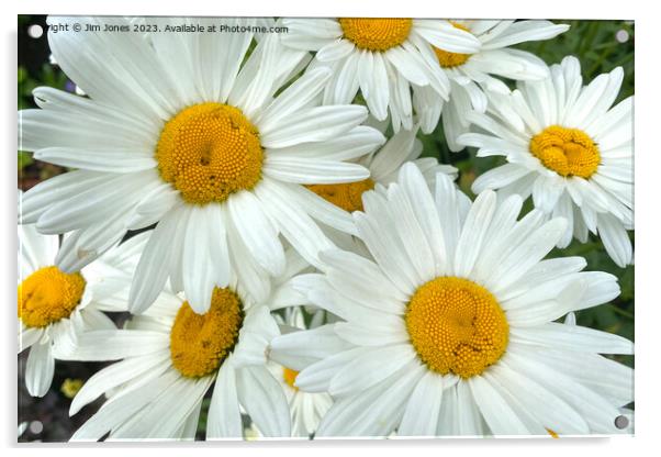 Wild Ox-eye Daisies Acrylic by Jim Jones