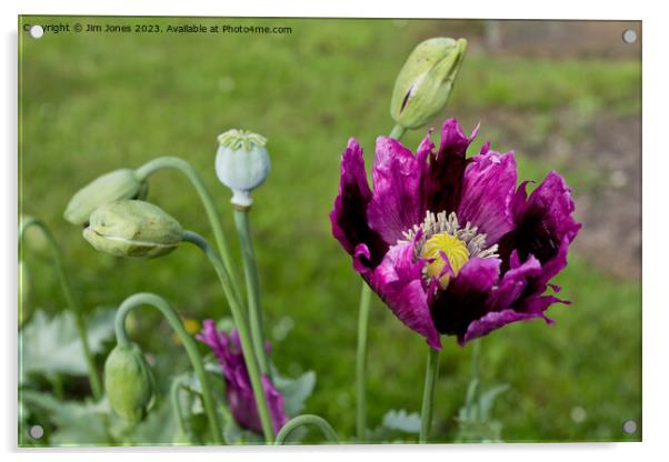 The Purple Poppy of Remembrance Acrylic by Jim Jones