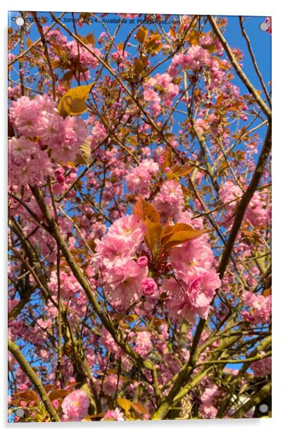 Sunlit Cherry Blossom Acrylic by Jim Jones