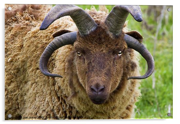 Majestic Manx Loaghtan Sheep Acrylic by Jim Jones