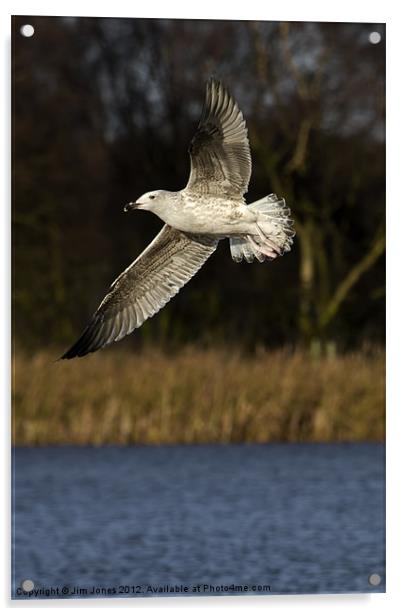 Gull in flight Acrylic by Jim Jones