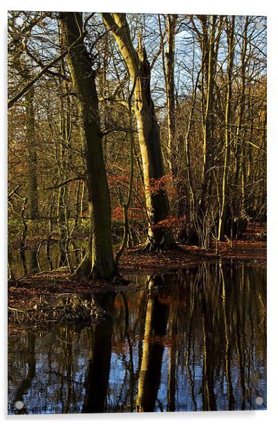 Flooded Woodland Acrylic by Jim Jones