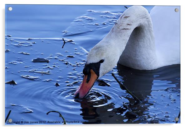 Swan drinking iced water Acrylic by Jim Jones