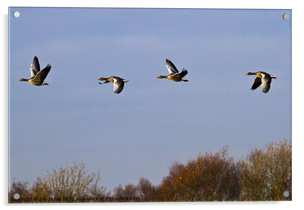 Greylag Geese (Ansur Ansur) in flight Acrylic by Jim Jones