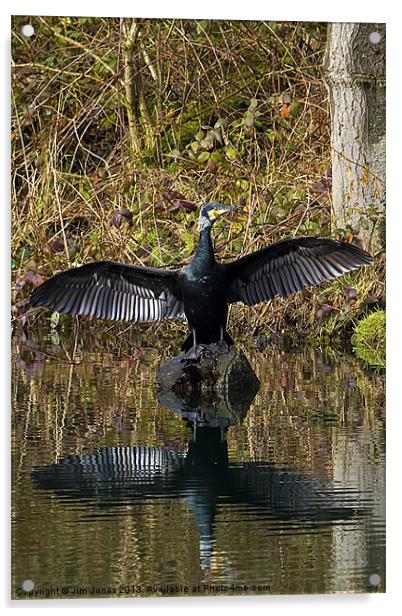 Cormorant stretching its wings Acrylic by Jim Jones