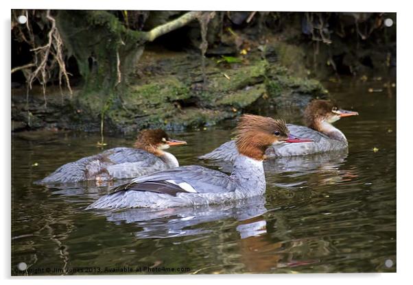 Goosander mother and young Acrylic by Jim Jones
