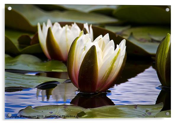 Water Lily seems illuminated Acrylic by Jim Jones