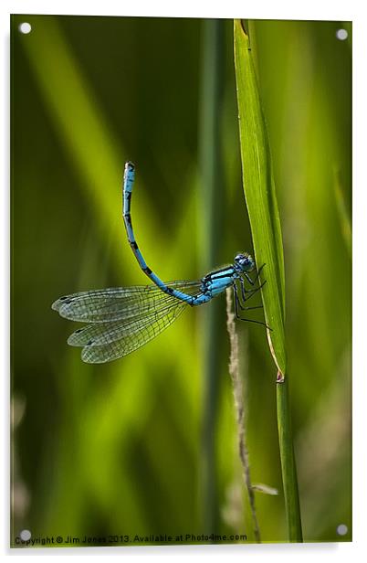 Common Blue Damselfly Acrylic by Jim Jones