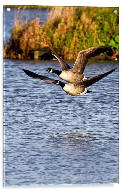 Canada Geese in flight Acrylic by Jim Jones