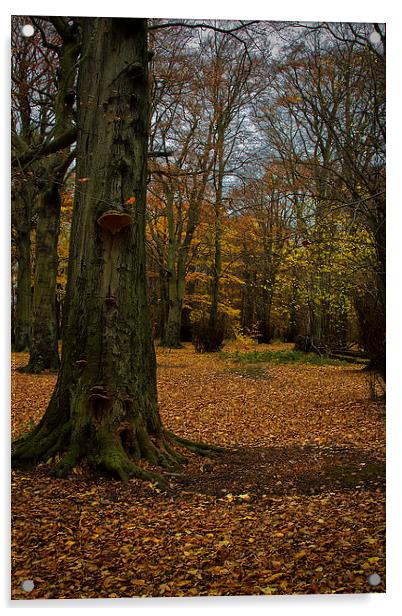 Woodland in Autumn Acrylic by Jim Jones