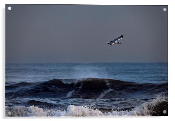 Lone seagull Acrylic by Jim Jones