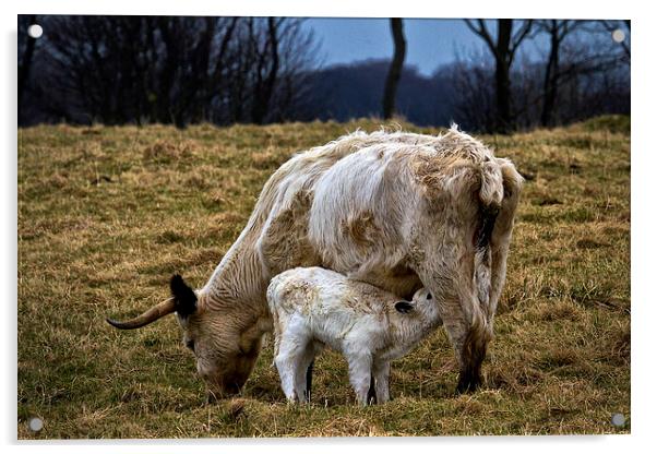 Feeding calf and mother Acrylic by Jim Jones