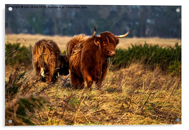  Highland cow and her calf Acrylic by Jim Jones