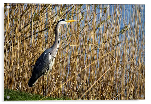  Grey Heron amongst the reeds Acrylic by Jim Jones