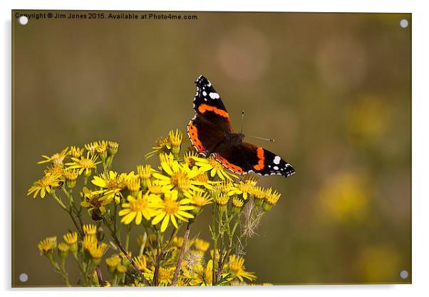  Red Admiral butterfly Acrylic by Jim Jones